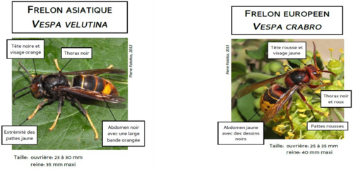 Agrandir l'image (fenêtre modale)